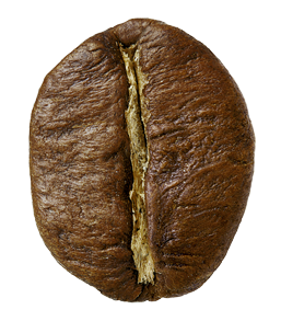 Robusta